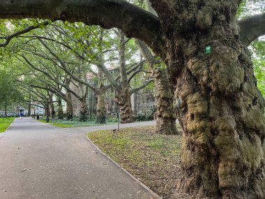 Parktaki yaşlı ağaçlar. Ağaçta 