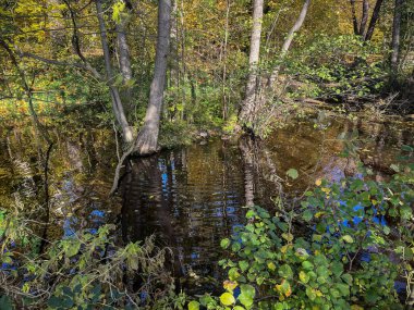 Göl, orman, sudaki ağaçlar. Sonbahar. İyi akşamlar..
