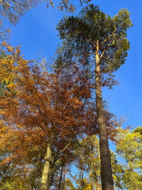 Sonbahar ağaçları mavi sonbahar gökyüzüne karşı. Autumn Park.