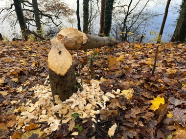 Ormanda devrilmiş bir ağaç