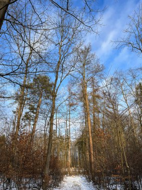 Güzel kış ormanı manzarası. Kar yağıyor. Ağaçlar. Kış gökyüzü.