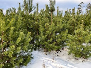 Ormanda genç çam ağaçları. Kar yağıyor. Kış.