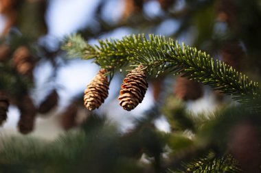 Firavun dalları gökyüzüne karşı koni ile. Güzel arkaplan.