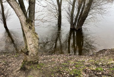 Bahar baskını. Sudaki yaşlı ağaçlar.