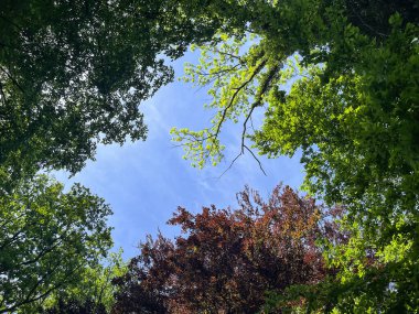 Bahar ağaçları mavi bahar gökyüzüne karşı. Spring Park.