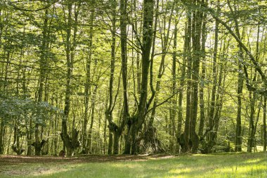 İspanya 'nın Bask Bölgesi Urkiola Doğal Parkı' ndaki Kayın Ormanı.