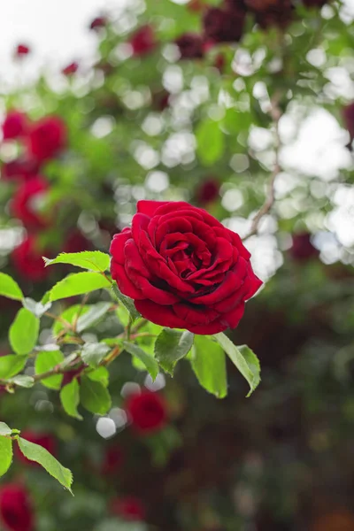 Close-up of red rose in garden with blurry background of rose bush.