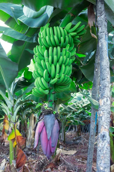 stock image Detail of green bananas bunch. Color green. Vertical view.