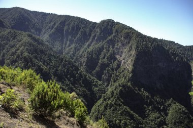 İspanya 'nın La Palma kentindeki Caldera de Taburiente Ulusal Parkı' ndaki dağ manzarası ve kanarya adası çamı.