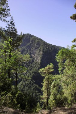 İspanya 'nın La Palma kentindeki Caldera de Taburiente Ulusal Parkı' ndaki dağ manzarası ve Kanarya Adası çamı. Dikey görünüm.