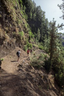 Yürüyüşçüler, iki çocuk ve sırt çantalı bir baba Kanarya Adası çam ve bitki örtüsü arasında bir dağ yamacında yürüyorlar. Dikey görünüm. Boşluğu kopyala.