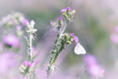 Bir kelebek deve dikeni üzerinde tüneyerek mor çiçeğin nektarını emer. Yatay görüş. Uzayı kopyala Güzel ve narin bir doğa. Mor ve yeşil renkler.
