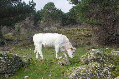 Beyaz bir inek granit kayalarla doğal bir arazide ot yer. Yatay görünüm.