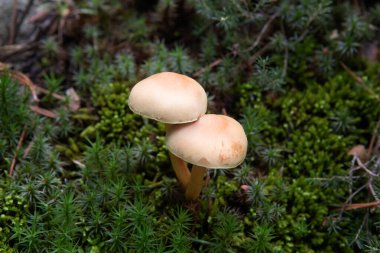 Sonbaharda taze yeşil yosun arasında iki mantar resmi. Gymnopus dryophilus. Yatay görüş. Turuncu bardak. Sonbahar renkleri.