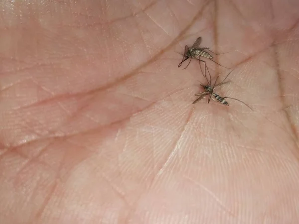 Комары Ладони — стоковое фото