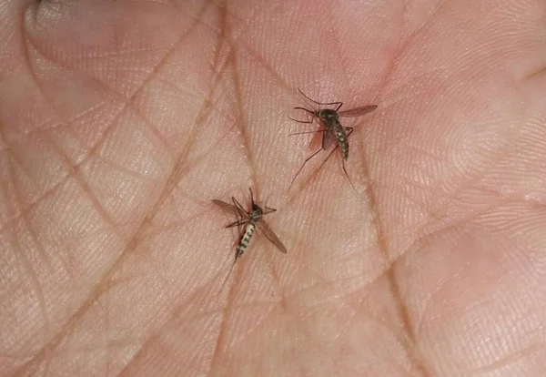 Комары Ладони — стоковое фото