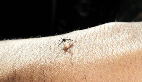 Szúnyog Megharapja Ember Karját — Stock Fotó