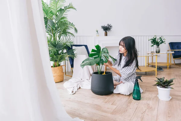 Genç Asyalı kadınların elleri, ev bitkisi Monstera Deliciosa 'nın yaprak hasarını dikkatle kontrol ediyor. Ev bahçesindeki canavar aşığı. Bitki bakımı kavramı.