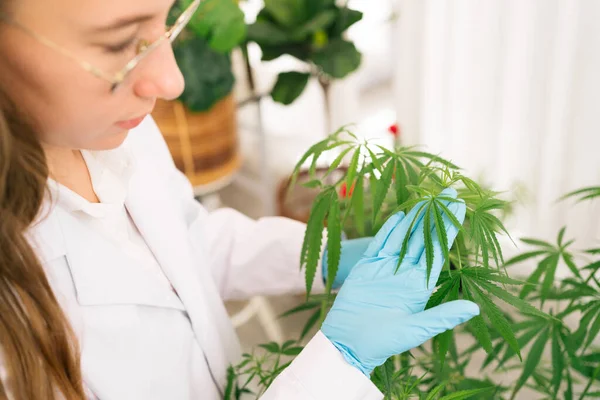在大麻工厂工作的专业研究人员 检查大麻叶 大麻研究 Cbd石油 草药替代医学概念和大麻概念 — 图库照片