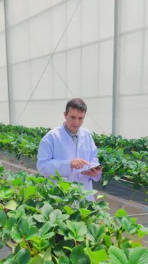 Üzerinde laboratuvar önlüğü olan bir insan, bir serada yemyeşil çileklerin arasında dururken tabletle yürüyor ve onu inceliyor. Gıda güvenliği ve sürdürülebilir konsept bilimi. Gerçek zamanlı dikey 4k video.