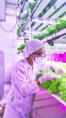 Koruyucu giysili bir işçi yüksek teknolojili bir kapalı alanda ultraviyole LED ışıklandırmalı canlı yeşil marul yeme eğilimindedir. Gıda güvenliği ve sürdürülebilir konsept bilimi. Gerçek zamanlı dikey 4k video.
