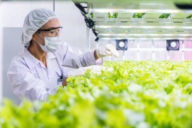 Beyaz kadın koruyucu giysiler içinde canlı yeşil bitkilerle ilgilenen LED ışıklarla donatılmış modern bir kapalı alan çiftliği. Gıda güvenliği kavramı için hidrofonik dikey çiftliği.