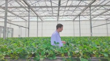 Üzerinde laboratuvar önlüğü olan bir insan, bir serada yemyeşil çileklerin arasında dururken tabletle yürüyor ve onu inceliyor. Gıda güvenliği ve sürdürülebilir konsept bilimi. Gerçek zamanlı 4k video.