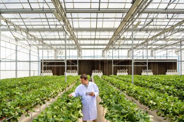 Kafkasyalı bir bilim adamı, tarımsal araştırmalar ve ürün sağlığına dikkat çeken bir seradaki çilek bitkilerini inceliyor. Gıda sürdürülebilir konsept ve ticaret bilimi..