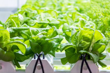 LED ışıkları altında, sürdürülebilirliği ve yenilikçi tarımı vurgulayan, canlı marul sıralarını gözler önüne seren temiz ve modern bir bahçe. Gıda güvenliği kavramı için hidrofonik dikey çiftliği.