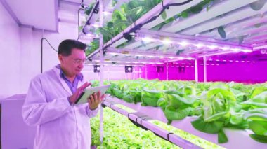 Bir bilim adamı modern bir kapalı alan çiftliğindeki hidrofonik bitkileri canlı ve aydınlık bir ortamda optimal büyümeyi sağlamak için tabletleri kullanarak izliyor. Gıda güvenliği konsepti bilimi. Gerçek zamanlı 4k video.