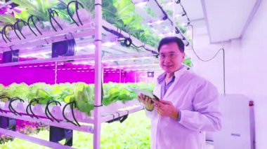 Bir bilim adamı modern bir kapalı alan çiftliğindeki hidrofonik bitkileri canlı ve aydınlık bir ortamda optimal büyümeyi sağlamak için tabletleri kullanarak izliyor. Gıda güvenliği konsepti bilimi. Gerçek zamanlı 4k video.