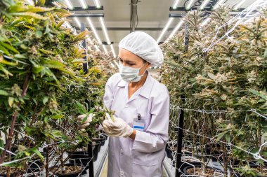 Bir işçi kenevir bitkilerini kontrollü bir ortamda inceleyerek, tarım alanında güvenlik ve hijyen sağlamak için koruyucu giysiler giyer. Gelişmiş tarım teknikleri ve bitki sağlığı gösterileri.