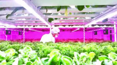 Koruyucu giysili bir işçi yüksek teknolojili bir kapalı alanda ultraviyole LED ışıklandırmalı canlı yeşil marul yeme eğilimindedir. Gıda güvenliği ve sürdürülebilir konsept bilimi. Gerçek zamanlı dikey 4k video.