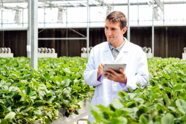 Laboratuvar önlüklü beyaz bir bilim adamı yeşillik dolu bir seradaki tableti kullanarak bitkileri inceliyor. Teknolojinin modern tarıma entegrasyonunu gösteriyor.