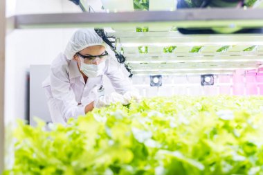 Kafkasyalı bir kadın bilim adamı, gelişmiş hidroponik tarım teknikleri sergileyen yüksek teknolojili bir bahçedeki yemyeşil organik marulu inceliyor. Gıda güvenliği için hidrofonik dikey çiftliği