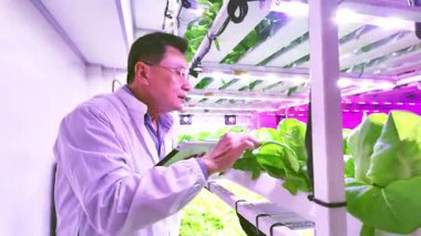 Bir bilim adamı modern bir kapalı alan çiftliğindeki hidrofonik bitkileri canlı ve aydınlık bir ortamda optimal büyümeyi sağlamak için tabletleri kullanarak izliyor. Gıda güvenliği konsepti bilimi. Gerçek zamanlı 4k video.