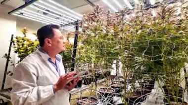 Laboratuvar önlüklü bilim adamı, yüksek teknoloji ürünü kapalı alan çiftliğindeki kenevir bitkilerini tablet kullanarak inceliyor. Tıbbi marihuana, tarım, araştırma, biyoteknoloji, yasal kenevir endüstrisi kavramı. Gerçek zamanlı 4k video