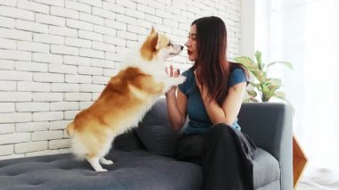 Bir kadın, Corgisiyle sevgi dolu bir anı paylaşırken köpek şakacı bir şekilde yüzünü yalıyor. Evcil hayvan arkadaşlığının, sevginin ve evcil hayvanlarla yaşamanın iç açıcı bir gösterisi. Gerçek zamanlı 4k video.