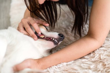 Köpek yumuşak halıda yatarken bir kadının nazikçe Corgi 'sinin dişlerini kontrol edişi. Hayvan diş bakımını, ağız temizliğini ve köpek sağlığını düzenli kontroller ve şefkat yoluyla vurgulamak.