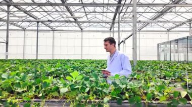 Tarım bilimci, yüksek teknolojili bir seradaki çilek bitkilerini izlemek için bir tablet kullanıyor. Çevre dostu tarım, hassas tarım ve sürdürülebilir gıda üretimi. Gerçek zamanlı 4k video