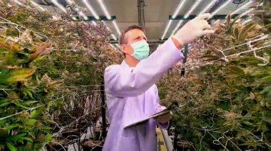 LED ışıkları altında bitkileri inceleyen yüksek teknolojili bir esrar yetiştirme laboratuvarında çalışan bilim adamı. Tıbbi marihuana, sürdürülebilir tarım ve biyoteknoloji alanında gelişmiş tarım araştırmaları. Gerçek zamanlı 4k video.