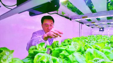 Bilimadamları LED ışıkları altında yüksek teknoloji ürünü dikey bir çiftlikte taze hidroponik marulu inceliyor. Çevre dostu organik gıda üretimi için sürdürülebilir kentsel tarım teknolojisi. Gerçek zamanlı 4k video.