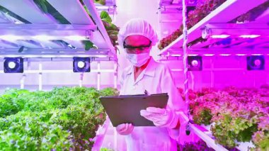 Yüksek teknolojili kapalı bir çiftlikte pembe LED ışıkları altında hidrofonik marul büyümesini izleyen kadın bilim adamı. Çevre dostu, verimli gıda üretimi için sürdürülebilir dikey tarım. Gerçek zamanlı 4k video.