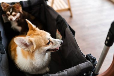 Kurtarılmış iki köpek, bir corgi ve bir chihuahua, evcil hayvan evlat edinme, güvenlik ve arkadaşlığı sembolize eden bir bebek arabasında oturuyorlar. Evcil hayvanları kurtarmak ve barınaklardan sevgi dolu evler edinmek..