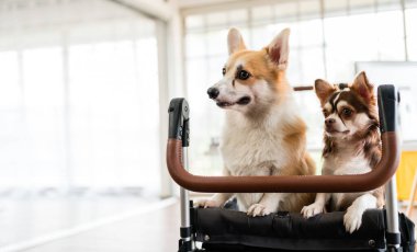 Kurtarılmış iki köpek, bir corgi ve bir chihuahua, evcil hayvan evlat edinme, bakım ve arkadaşlığı sembolize eden bir bebek arabasında oturuyorlar. Barınaklardan evcil hayvan edinmeyi teşvik et ve onlara sevgi dolu bir yuva ver..