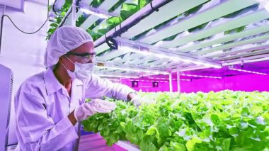 Bilimadamı, dikey çiftlikte LED ışıkları altında hidroponik marulu inceliyor. Sürdürülebilir gıda üretimi için gelişmiş çevre dostu tarım teknolojisi, kentsel tarım yeniliği. Gerçek zamanlı 4k video