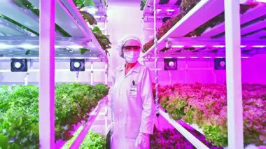 LED ışıklar altında dikey tarım ürünlerini inceleyen bilim adamlarına zoom yap, sürdürülebilir tarım ve modern gıda üretim yeniliği için çevre dostu tarım teknolojisi sergiliyor. Yavaş çekim 4k video.