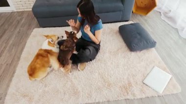 Evde pofuduk bir halıya oturmuş, iki mutlu köpekle oynayan bir kadın. Corgi ve Chihuahua. Evcil hayvanlarla ev işleri, yerde dizüstü bilgisayar. Bağlanma ve gevşeme anları. Gerçek zamanlı 4k video