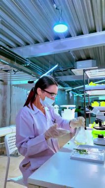 Laboratuvar önlüklü kadın bilim adamı LED ışıklar altında yeşil bitki örneklerini analiz ediyor, modern bir laboratuvarda biyoteknoloji yeniliklerini ve çevre dostu tarım araştırmalarını vurguluyor. Dikey gerçek zamanlı 4k video.