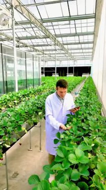 Laboratuvar önlüklü bir bilim adamı yüksek teknoloji serasında çilek bitkilerini bir tabletle inceliyor, akıllı çiftçilik ve sürdürülebilir tarım yeniliği sergiliyor. Dikey gerçek zamanlı 4k video.